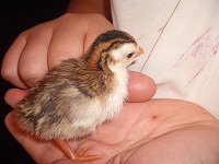 Chick