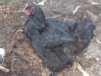 Hen